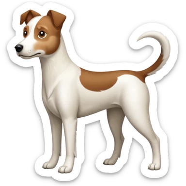 a full body large white parson russell looking dog the size of a kelpie with light brown ears and a light brown patch on one eye and a large snout sticker