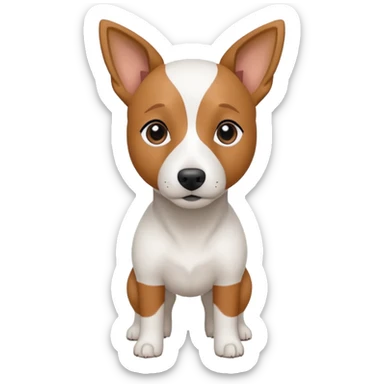 a fully white jack russell the size of a kelpie with floppy ears and a half white face sticker