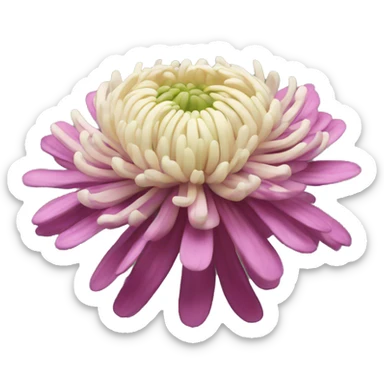 Chrysanthemum sticker