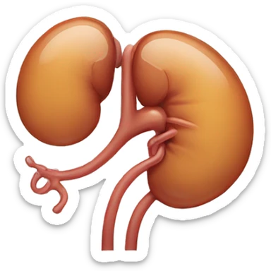 kidney with ureter sticker
