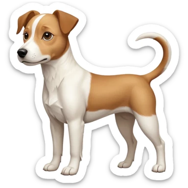a full body facing front on of a buff white beagle cross jack russell terrier looking dog the size of a kelpie with light brown long ears resting on its face and a light brown patch above one eye and a large snout. the rest of the dog is completely white.  sticker
