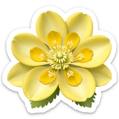 Yellow woodland anemone flowers sticker