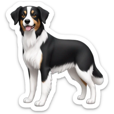 Border collie cross beagle black and white sticker