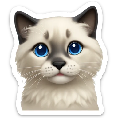 Seal colorpoint ragdoll kitten with dark blue eyes sticker