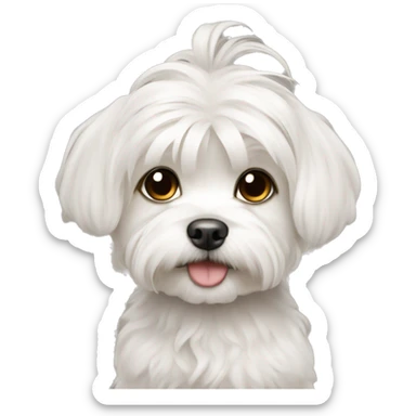 Maltese puppy, tied hair sticker