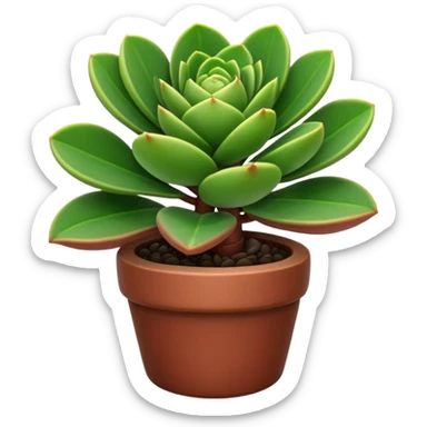 crassula sticker