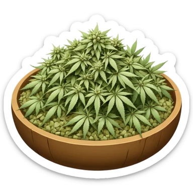 white color marijuana, no color sticker