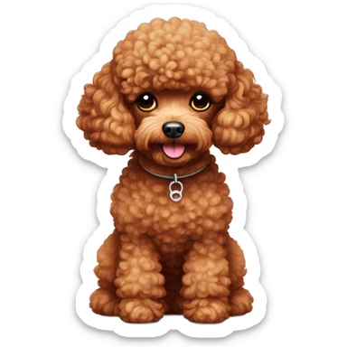 Red toy poodle with white chin sticker