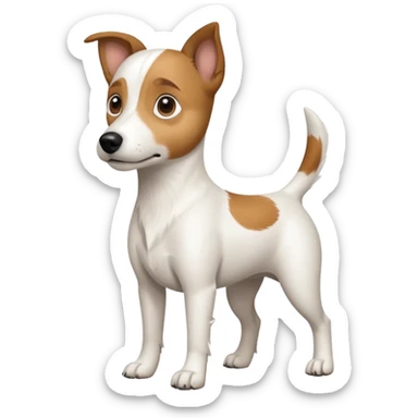 a full body white jack russel looking dog the size of a kelpie with light brown ears and a light brown patch on one eye and a large snout sticker