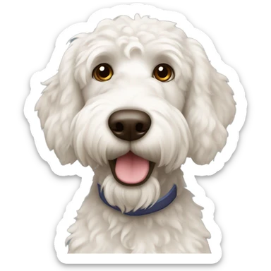 White Labradoodle dog with dark brown ears  sticker