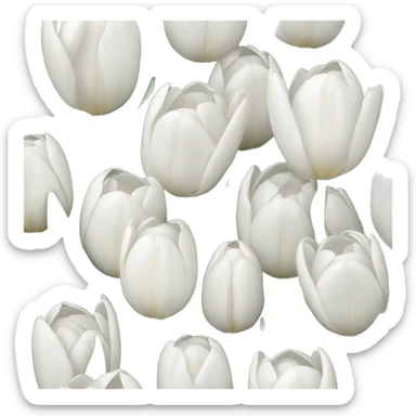 White tulips sticker