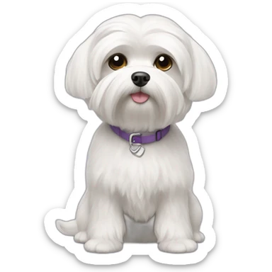 6 pound maltese with short hair sticker