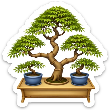 Twisted bamboo floor shelf unit stand displaying maples and hawthorns bonsai plants(in shallow bonsai pots) cluttered because they have too many  sticker