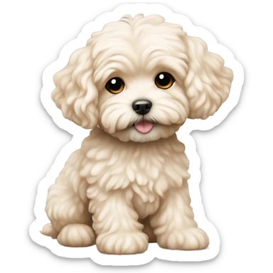 Maltipoo dog creamy colour  sticker