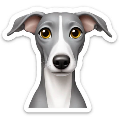 Grey Italian greyhound. With a grey head and white chest sticker