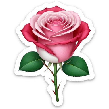 One pink rose and one white rose in transparent bouquet with red band  sticker