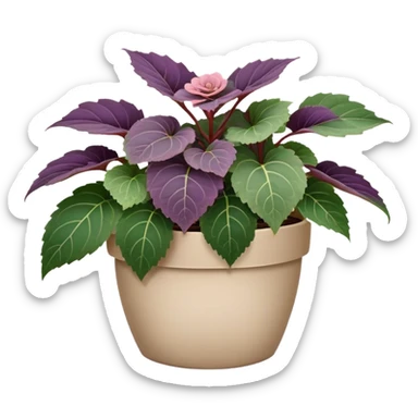 Begonia Rex in a beige pot with every leaf having a prominent spiral pattern in the center, greenish-purple leaves only sticker