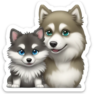 Pomsky with a turtle sticker