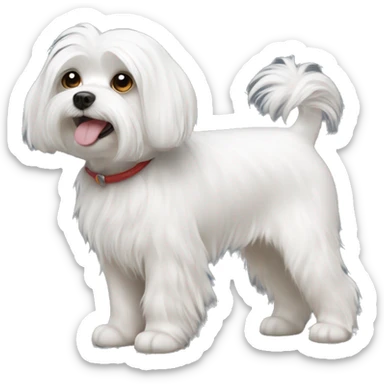 Maltese dog  sticker
