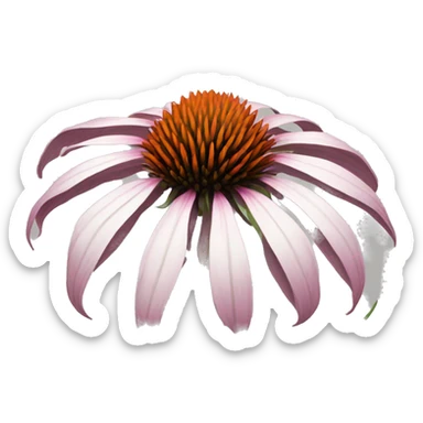 whole echinacea flower sticker