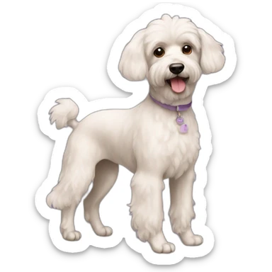 Caniche sticker
