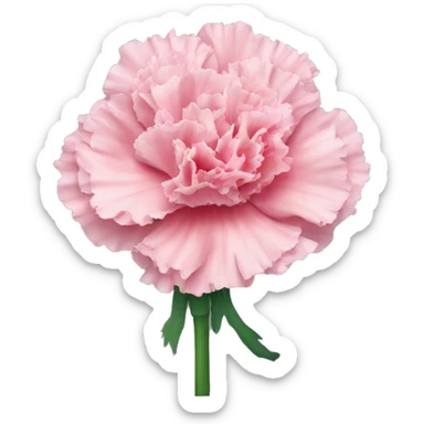 carnation flower sticker