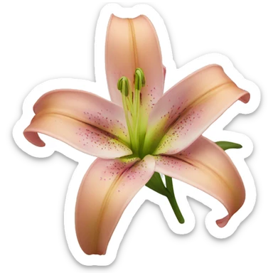 lily flower  sticker