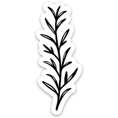 Rosemary herb with needle-like leaves on stems, botanical illustration sticker