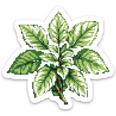 Fresh basil herb with green leaves sticker