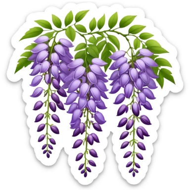 Elegant wisteria flower with cascading purple racemes hanging down and small green leaves sticker