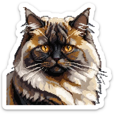 Persian cat with light chocolate tortoiseshell fur and golden eyes sticker