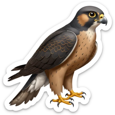 Peregrine Falcon sticker
