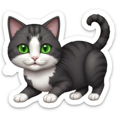 beautiful female solid dark grey cat with green eyes, white toes/paws and white patch on her chest playfully rolling upside down sticker