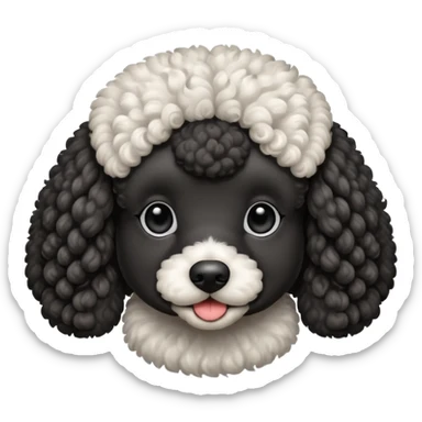 Caniche blanco y negro sticker