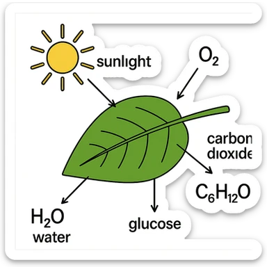 A highly scientific, labeled diagram of the full photosynthesis process, showing sunlight, water, CO2, O2, glucose, and arrows for each step, with clear scientific labeling, no background, transparent background sticker