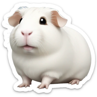 White guinea pig sticker