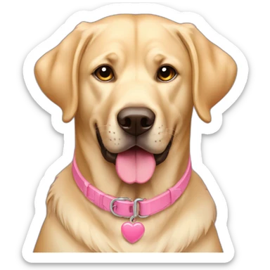 Perro labrador rubio con collar rosa sticker