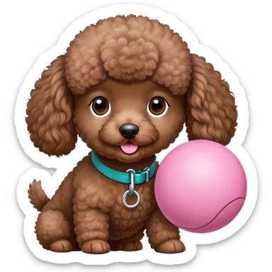 A small brown poodle with dark brown eyes playing with a circle pink ball, dark teal leash sticker