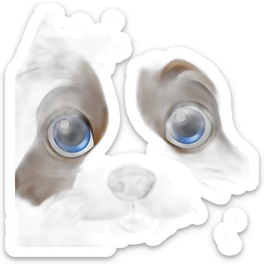 Berger australien brown tricolore blue eyes sticker