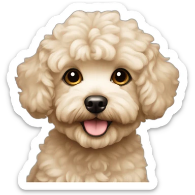 very light beige short-haired maltipoo with light brown ear sticker