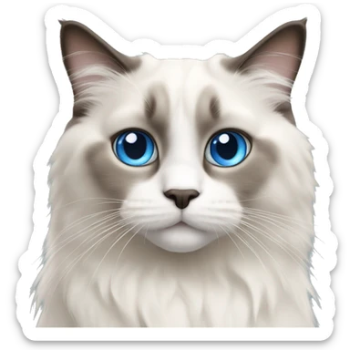 Ragdoll cat with blue eyes  sticker