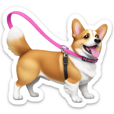 one corgi dog walking with pink leash right side sticker