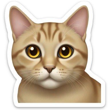 Golden with black tip British short hair cat with olive green eyes loafing sticker