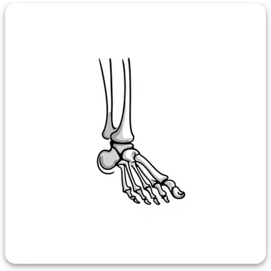 skeletal foot anatomy, foot bones structure, anatomical drawing of foot bones sticker