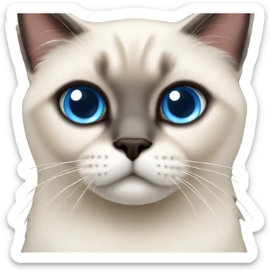 short hair himalayan siamese cat blue eyes sticker