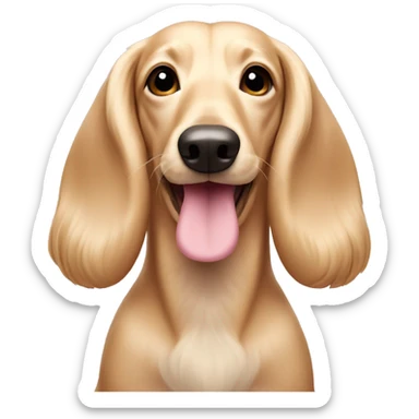 Pale cream, long-haired wiener dog with a pink nose sticker