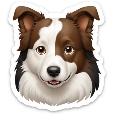 Border collie dog with only one black ear sticker