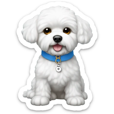 Perro bichon maltes con collar azul, con plaquita en forma de hueso, que dice Firto sticker