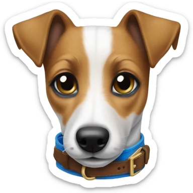Jack Russell Terrier and West Maletasa mix with a blue collar sticker
