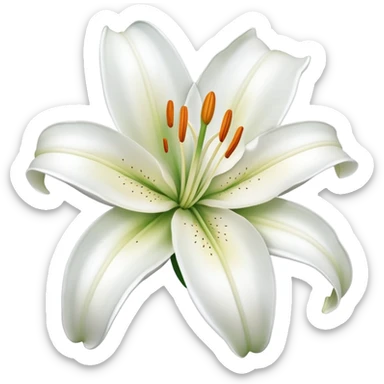 beautiful lily flower with white petals sticker